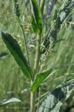 Veronica porphyriana