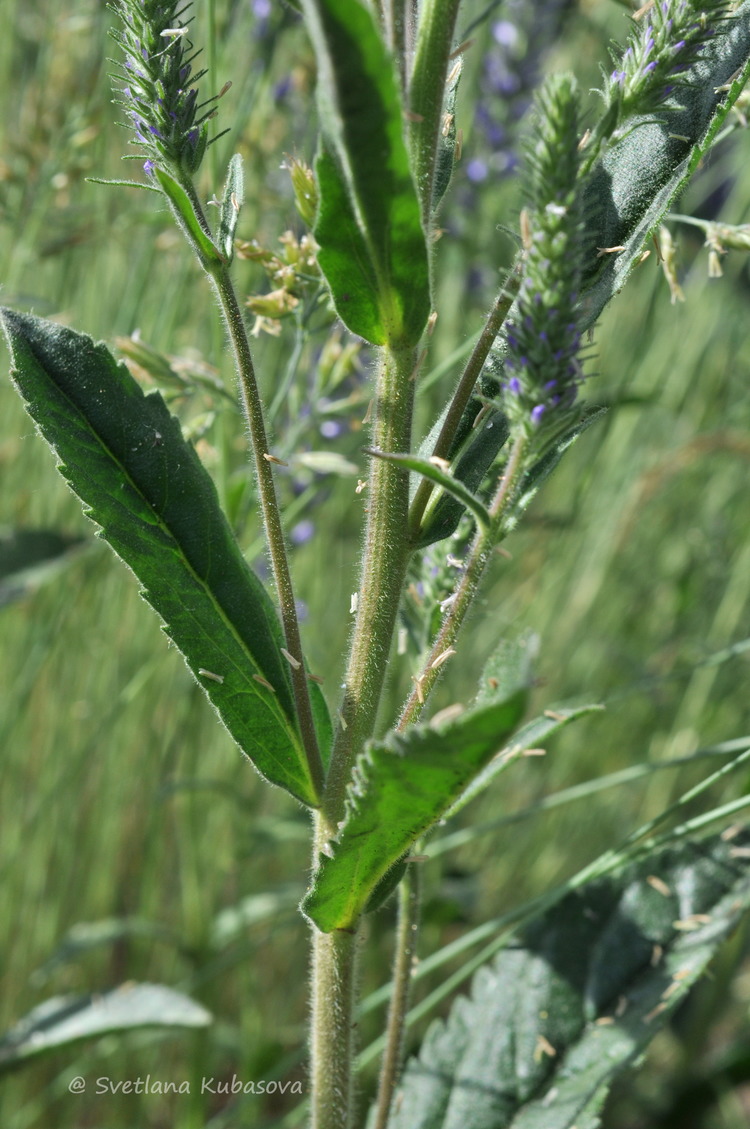 Image of Veronica porphyriana specimen.