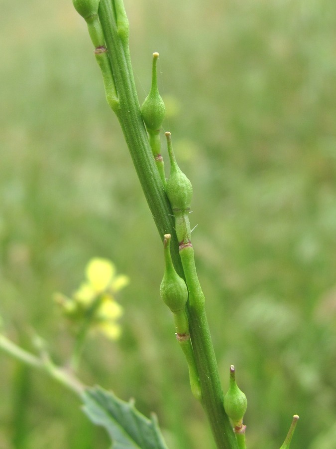 Изображение особи Rapistrum rugosum.