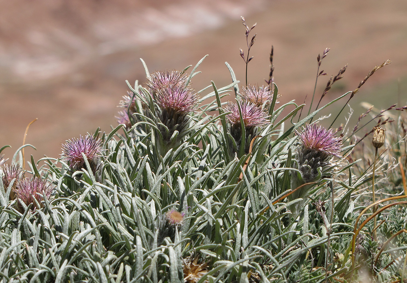 Изображение особи Saussurea leucophylla.