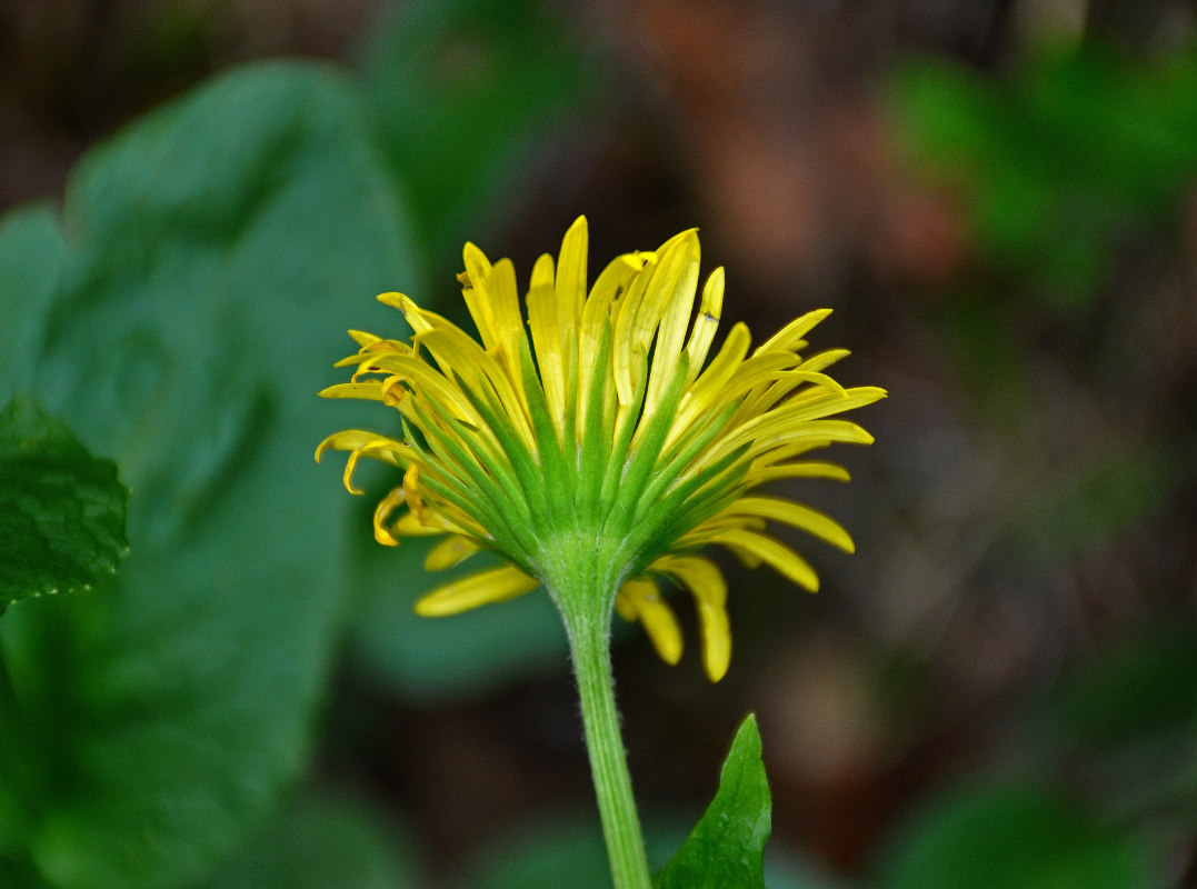 Изображение особи Doronicum altaicum.