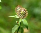 Centaurea pseudophrygia. Нераспустившееся соцветие. Московская обл., Раменский р-н, окр. пос. Ильинский, Ильинский лес, на опушке березняка. 19.07.2018.