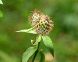 View full-size image Centaurea pseudophrygia