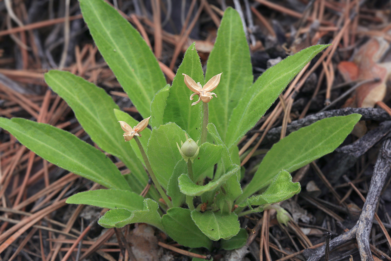 Image of Viola gmeliniana specimen.