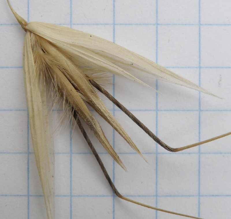 Image of Avena strigosa specimen.