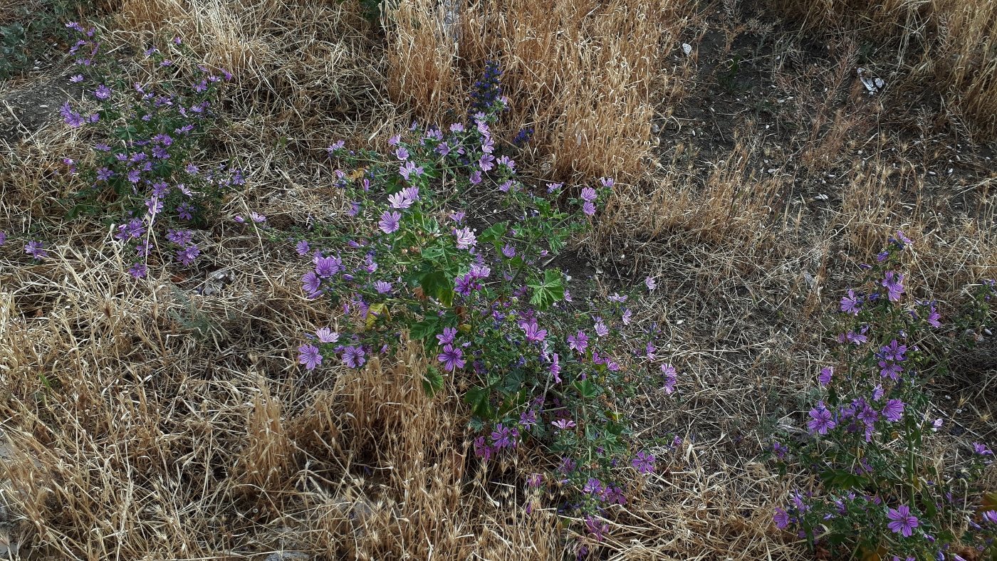 Image of genus Malva specimen.