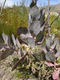 Othonna parviflora