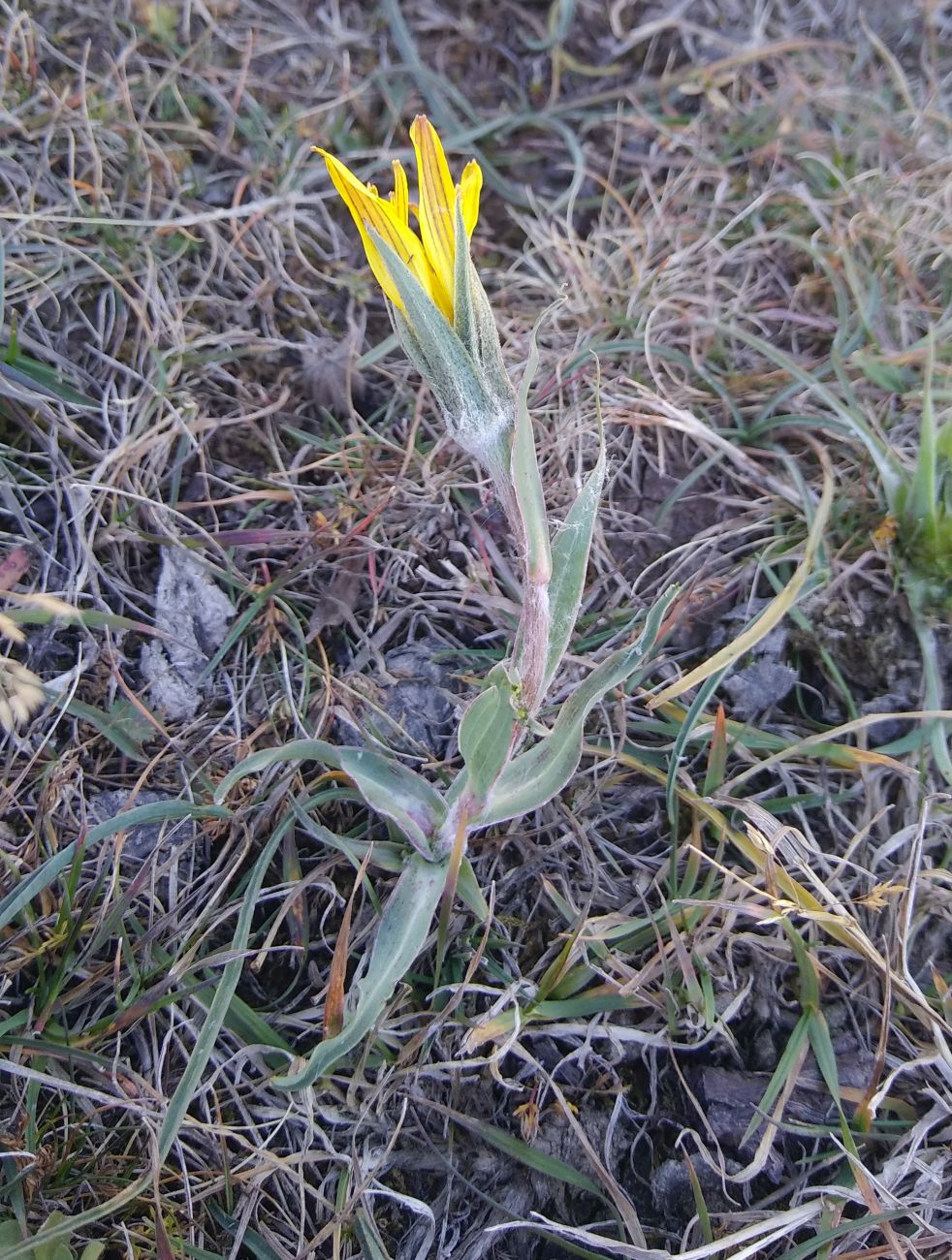 Изображение особи род Tragopogon.