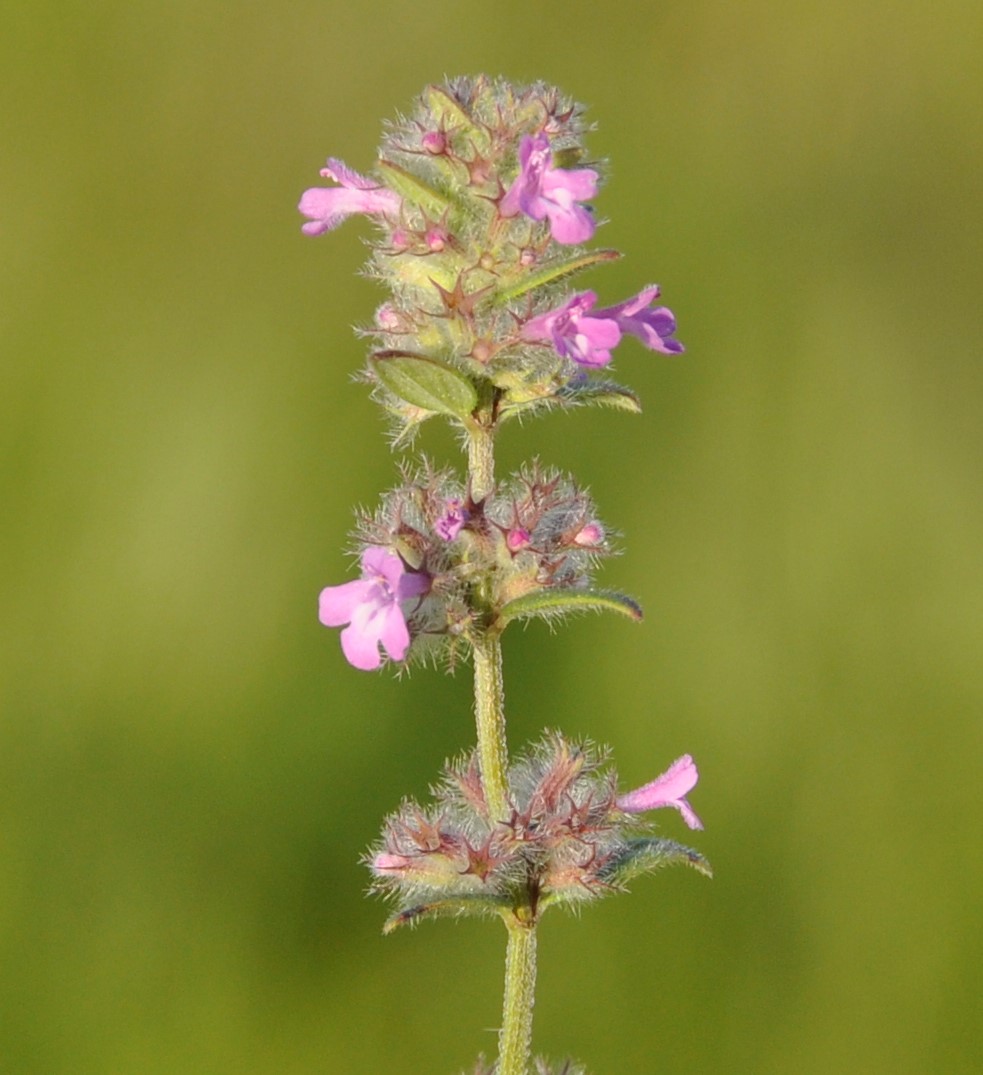 Image of Micromeria nervosa specimen.