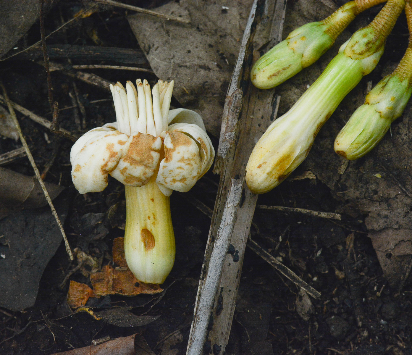 Image of Anthocleista grandiflora specimen.