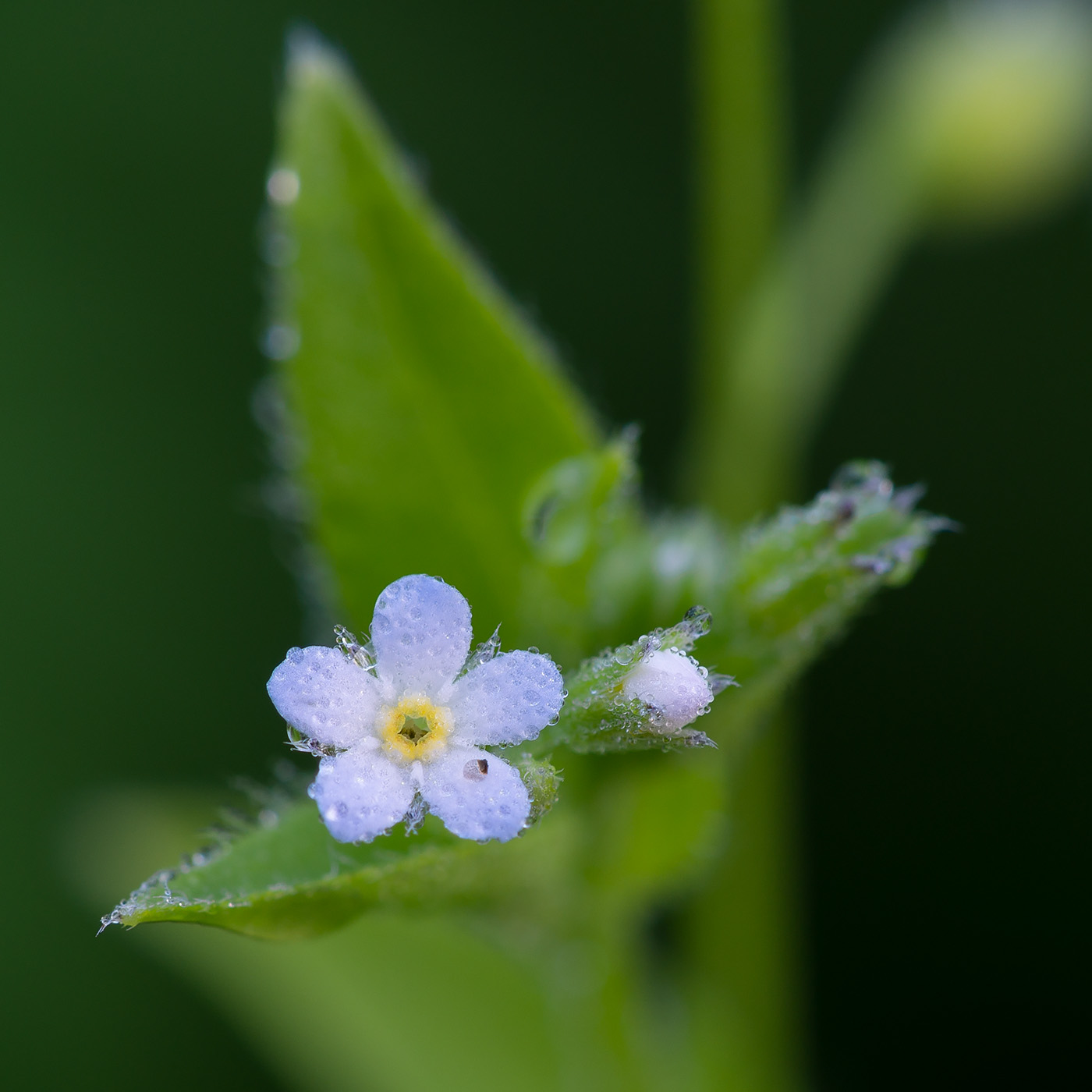 Изображение особи Myosotis sparsiflora.