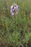 Campanula bononiensis