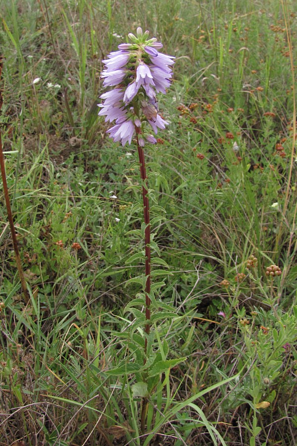 Изображение особи Campanula bononiensis.