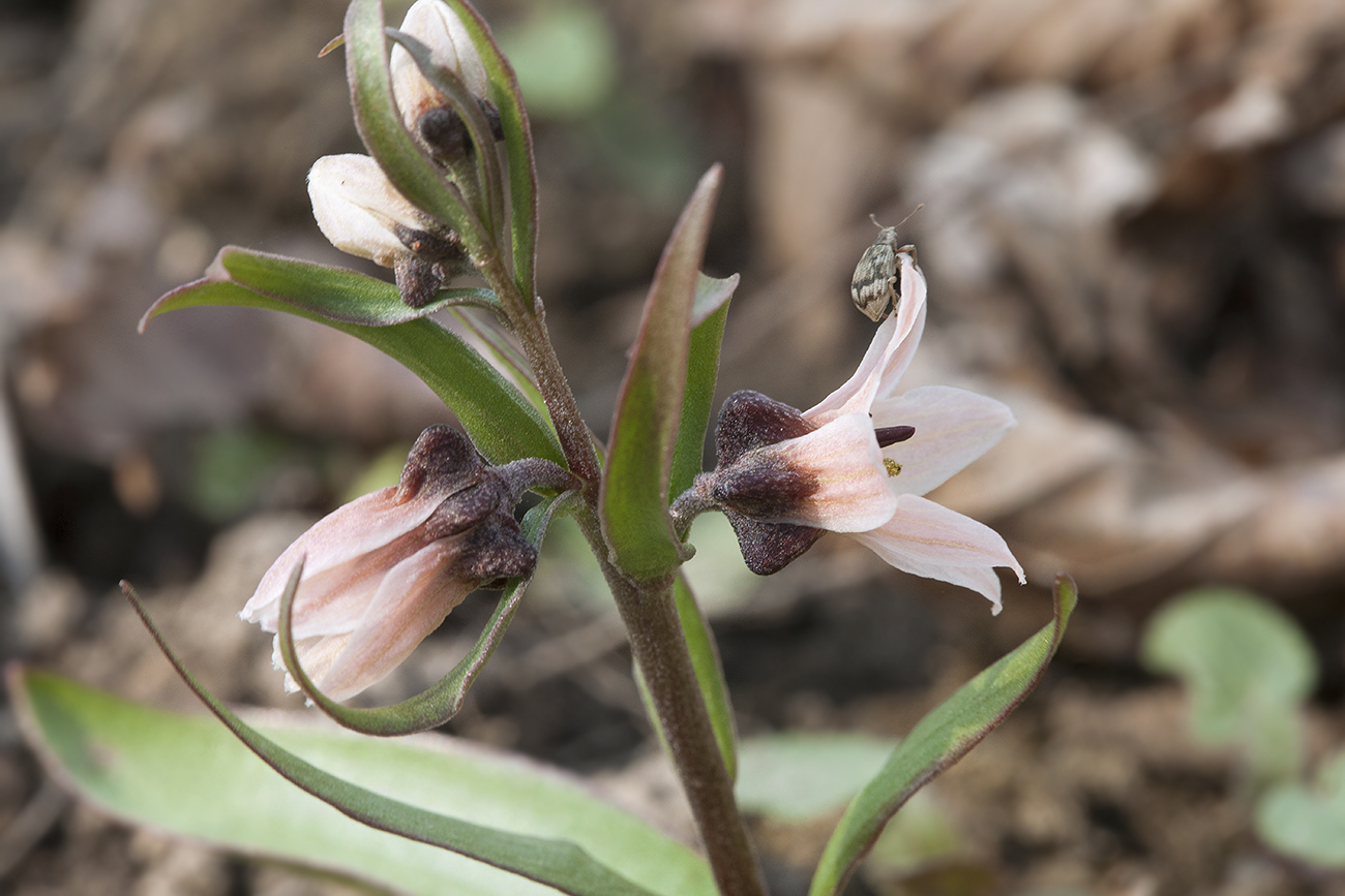 Изображение особи Rhinopetalum stenantherum.