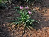 Tragopogon marginifolius. Цветущее растение. Астраханская обл., Богдинско-Баскунчакский заповедник, гора Большое Богдо, сухая степь. 01.05.2019.