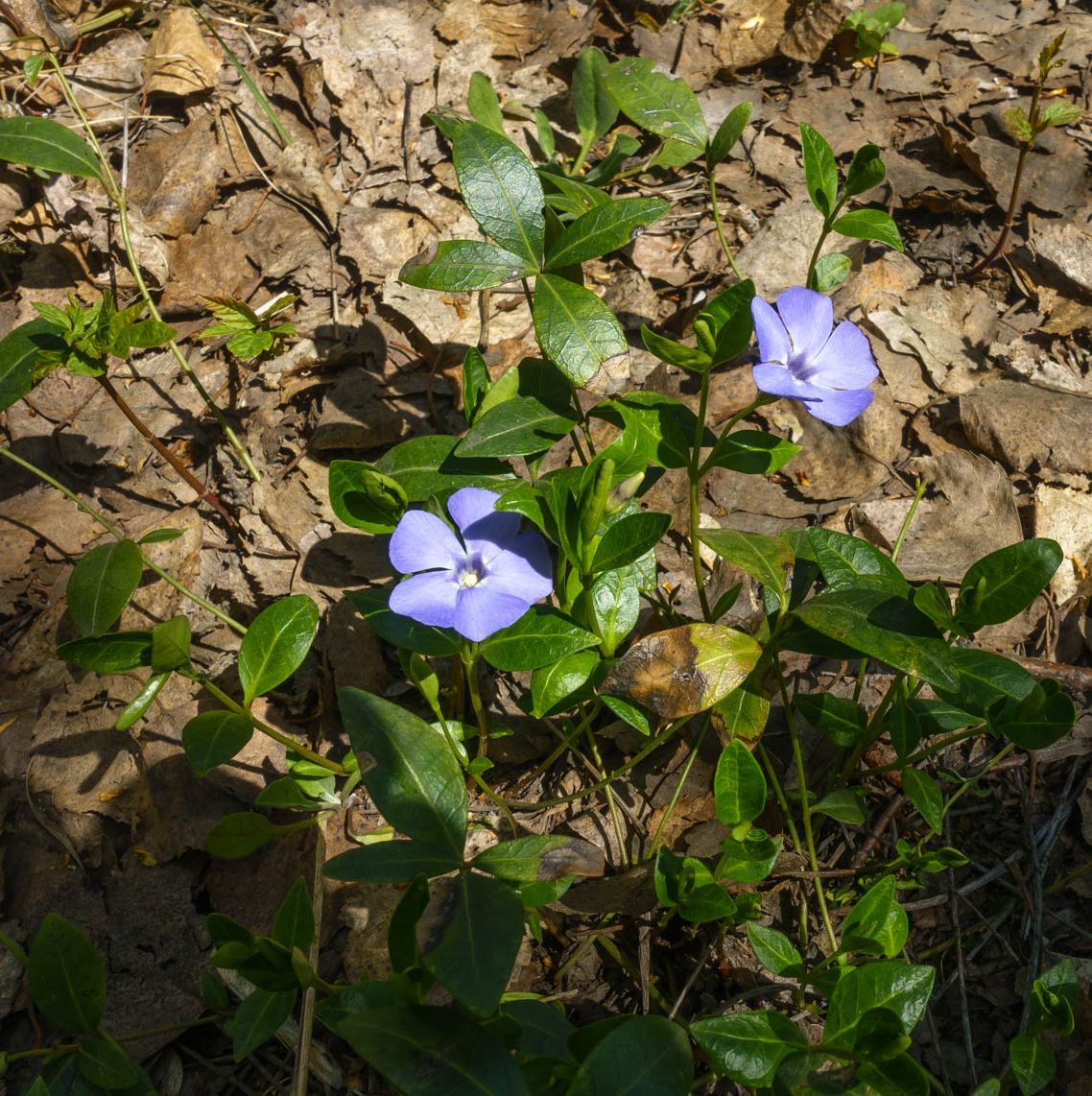 Image of Vinca minor specimen.