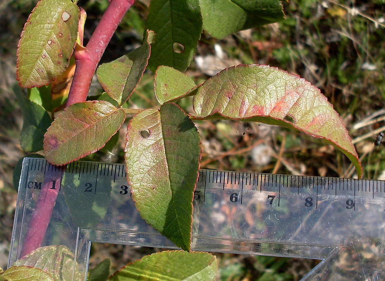 Image of Rosa lupulina specimen.