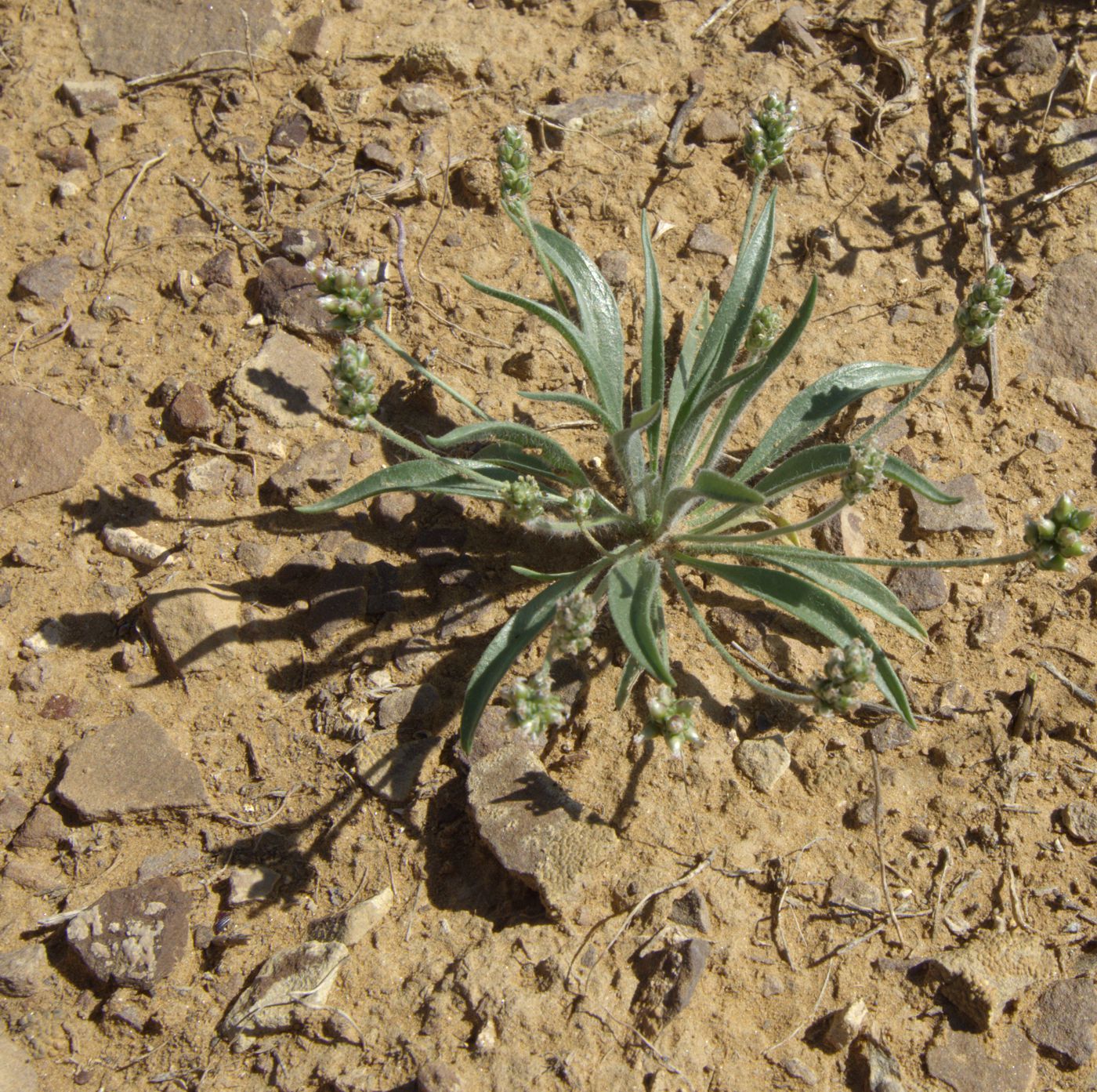 Изображение особи Plantago minuta.