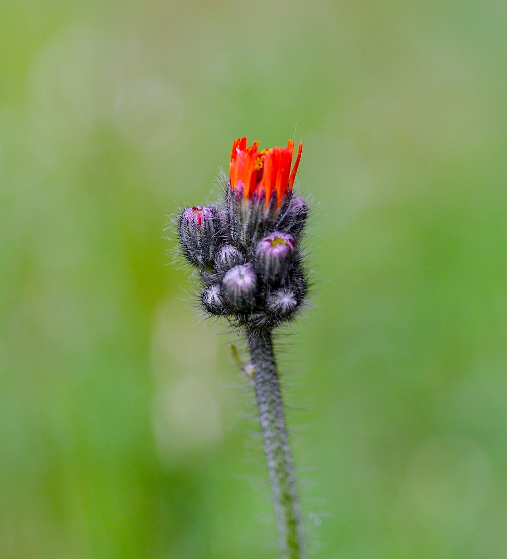 Image of Pilosella aurantiaca specimen.