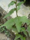 Campanula trachelium