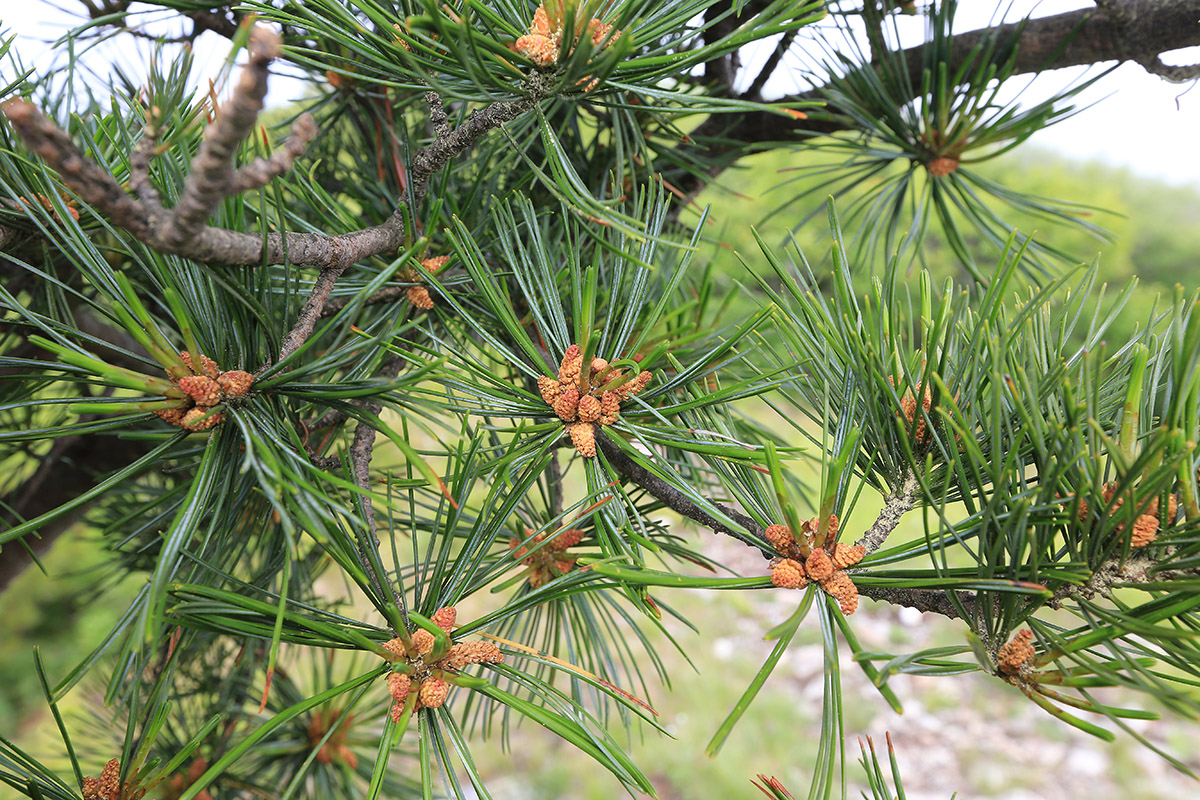 Image of Pinus koraiensis specimen.