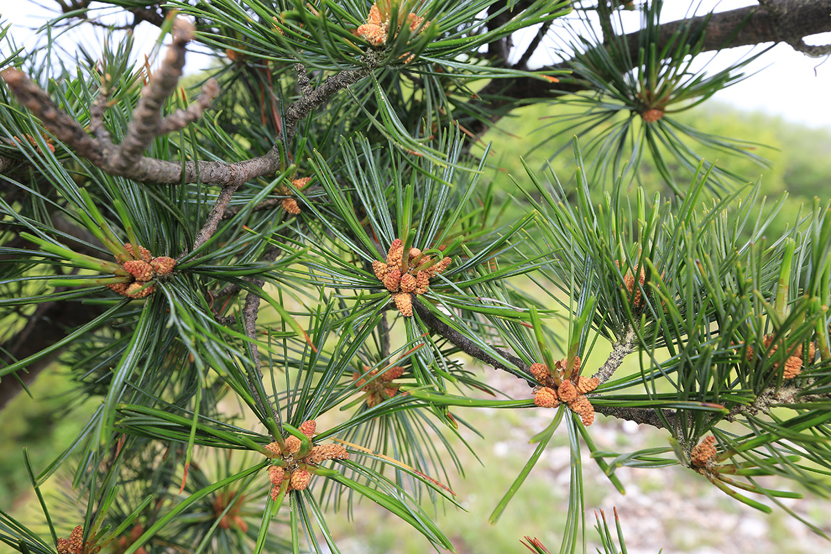 Изображение особи Pinus koraiensis.