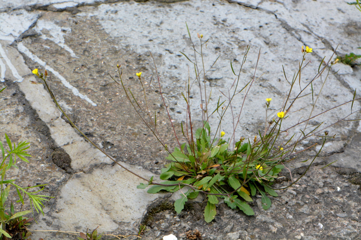 Изображение особи Diplotaxis muralis.