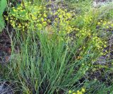 Bupleurum bicaule