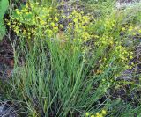 Bupleurum bicaule