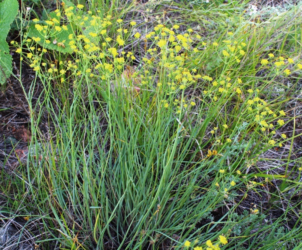Image of Bupleurum bicaule specimen.