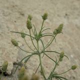 Plantago arenaria