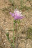 Centaurea odessana. Верхушка побега с цветущим и развивающимся соцветием. Крым, Керченский п-ов, Казантипский залив, окр. с. Нижнезаморское, приморские пески. 25 июня 2019 г.