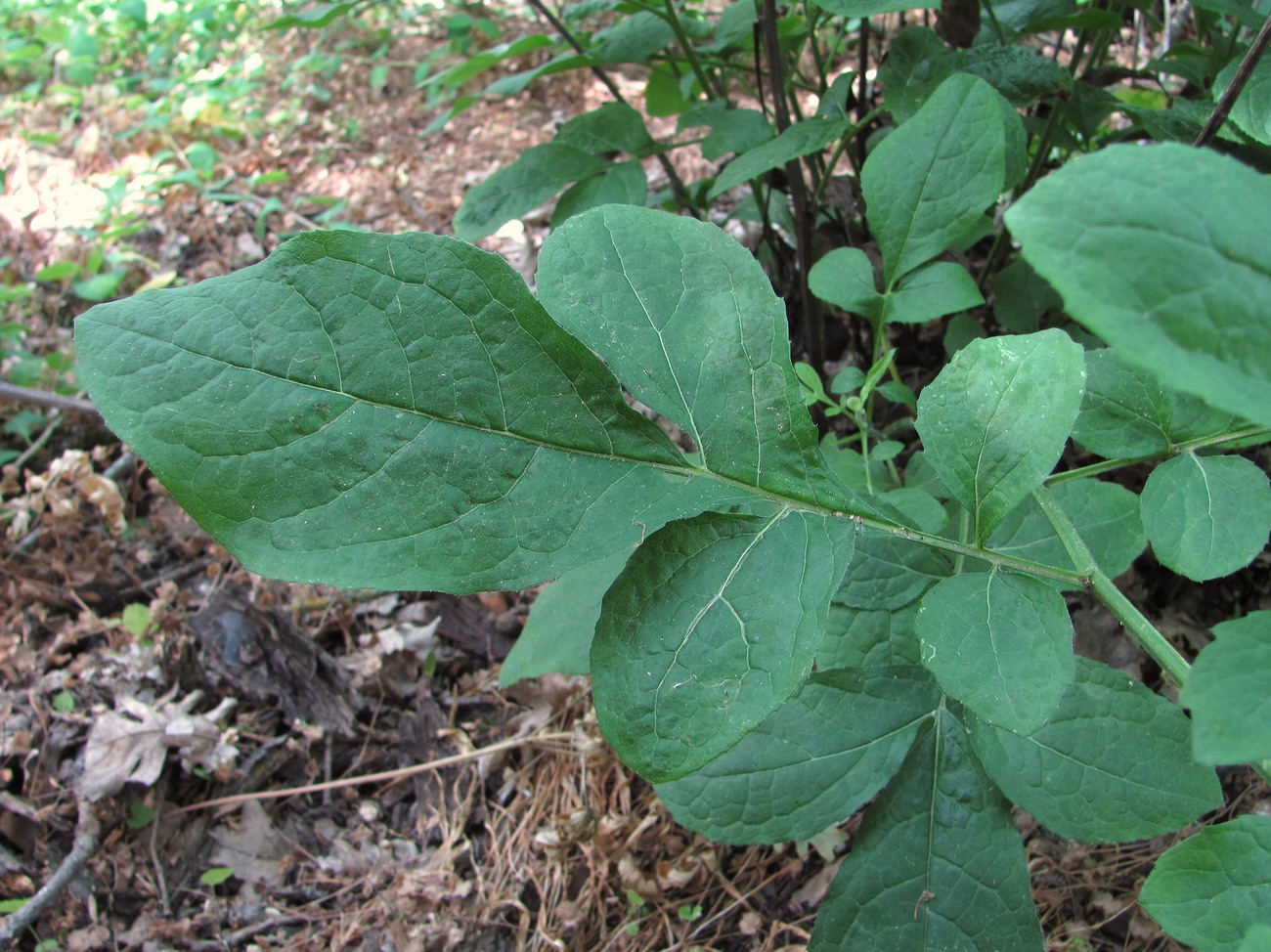 Image of Klasea quinquefolia specimen.