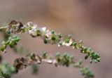 Maireana brevifolia