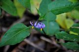 Solanum dulcamara. Верхушка побега с соцветием. Тверская обл., Конаковский р-н, побережье Иваньковского вдхр., песчаный пляж. 25.08.2019.