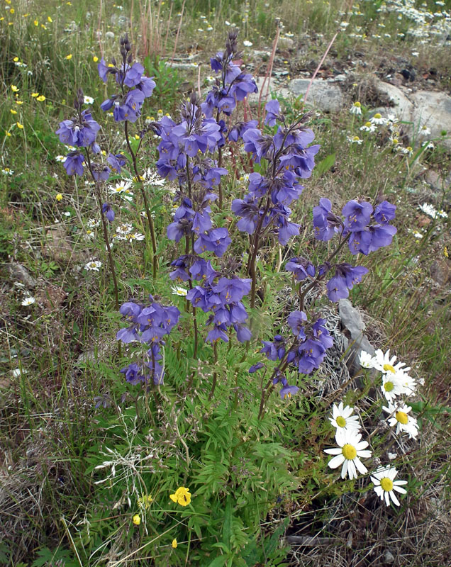 Изображение особи Polemonium caeruleum.