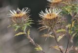 Carlina vulgaris. Верхушка плодоносящего растения. Испания, автономное сообщество Каталония, провинция Барселона, комарка Бергеда, муниципалитет Сальдес, подножие горы Педрафорка, смотровая площадка Гресолет, 1557 м н.у.м., кромка обрыва. 22.09.2019.