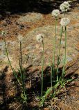 Allium nutans