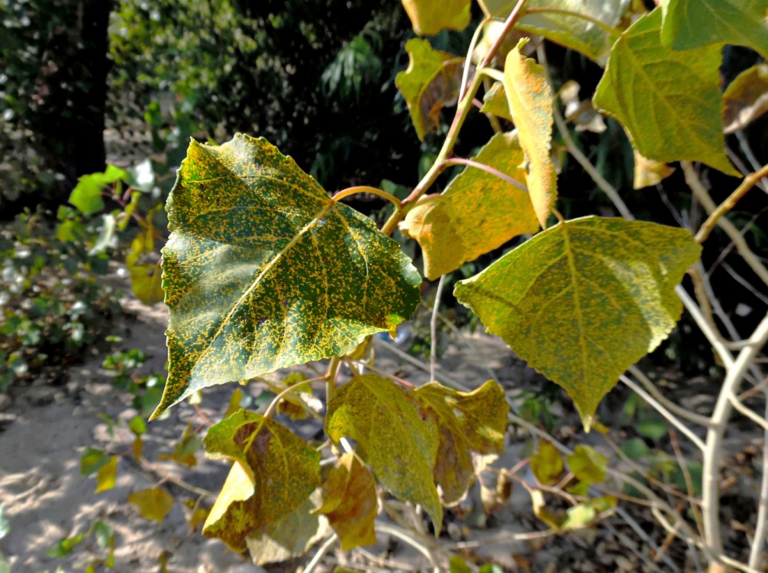 Image of Populus nigra specimen.