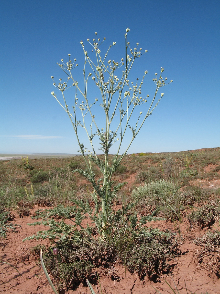 Image of Elaeosticta bucharica specimen.