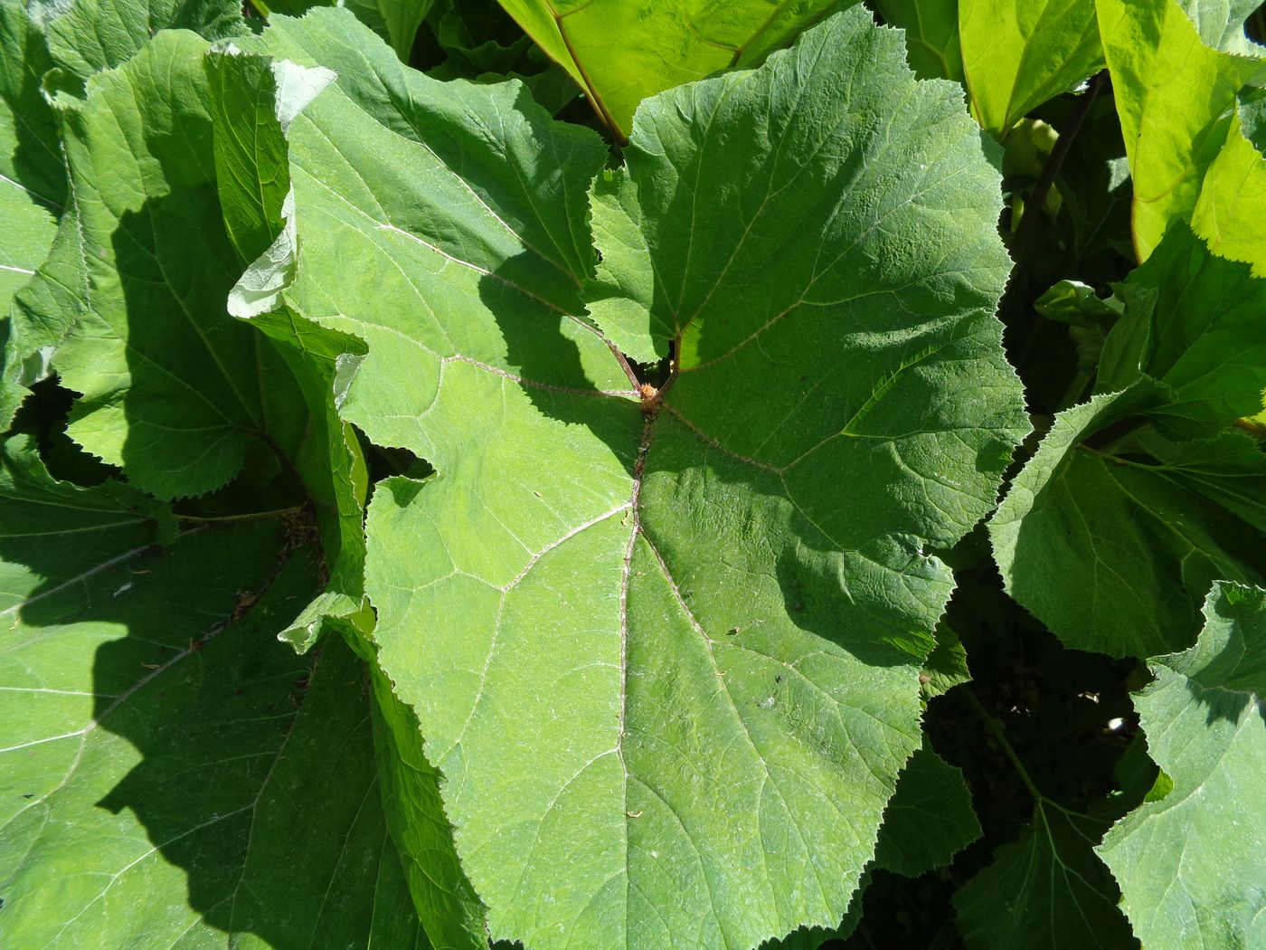 Image of Petasites hybridus specimen.