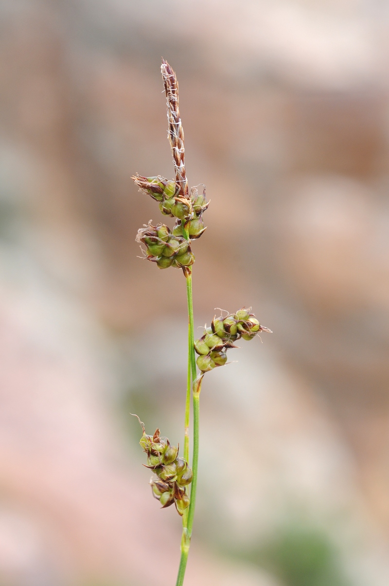 Image of Carex turkestanica specimen.