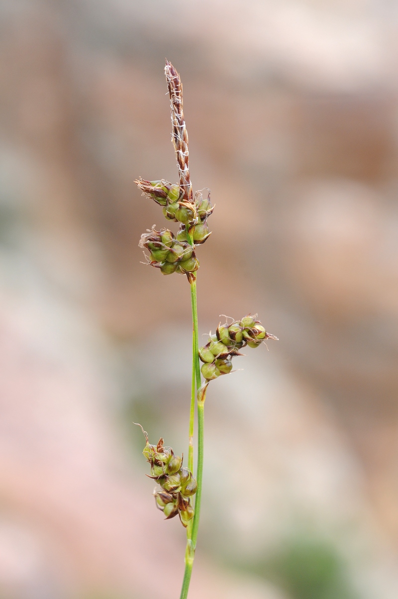 Image of genus Carex specimen.