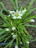 Lewisia nevadensis