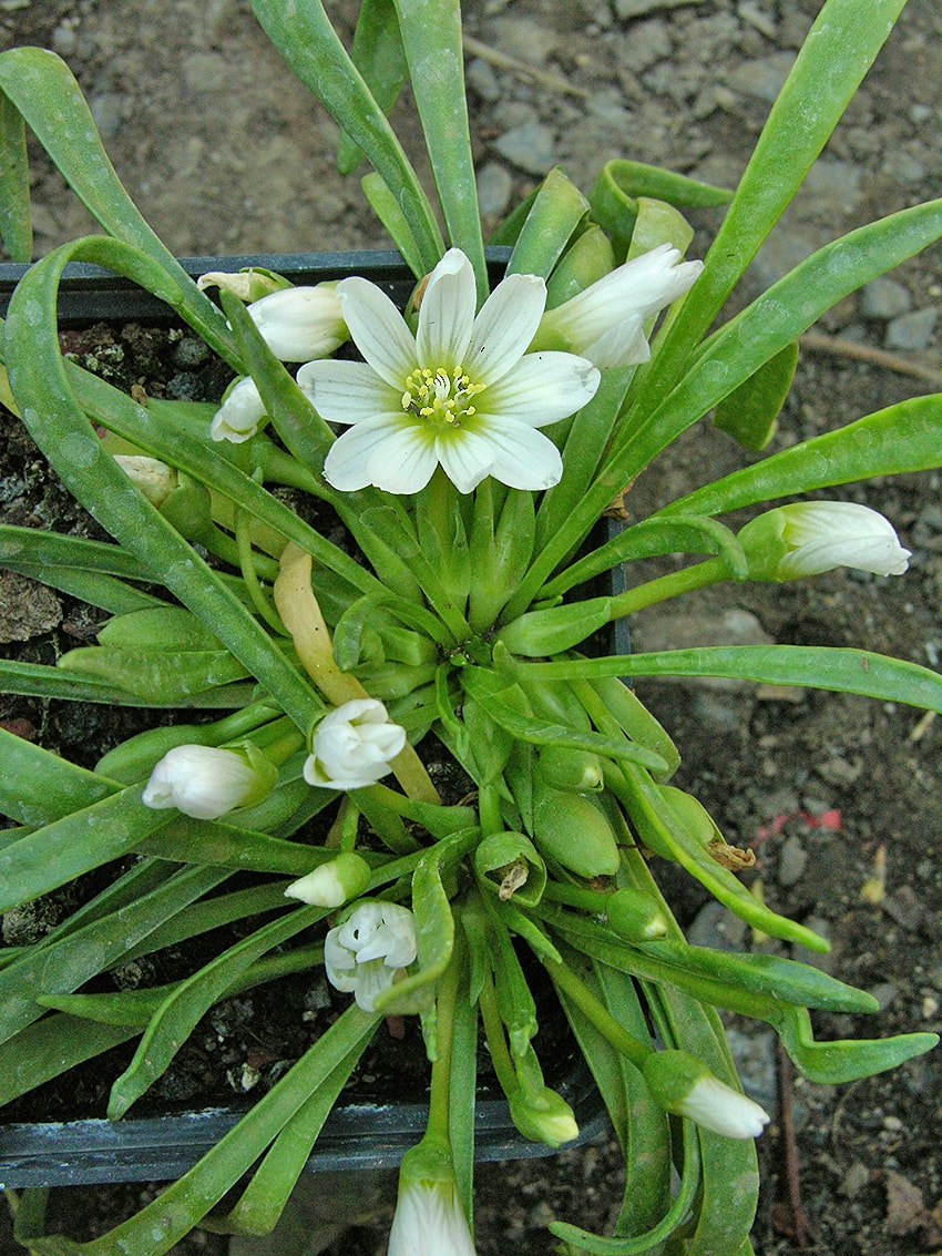 Image of Lewisia nevadensis specimen.