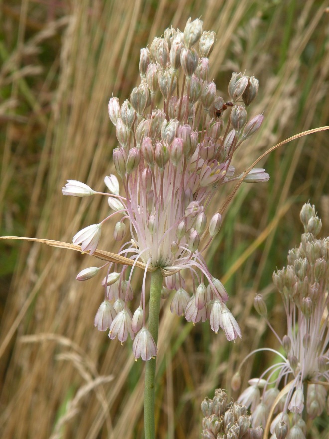 Image of Allium paniculatum specimen.