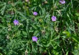 Geranium pseudosibiricum