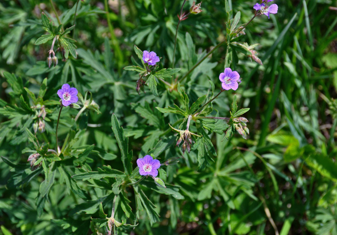 Изображение особи Geranium pseudosibiricum.