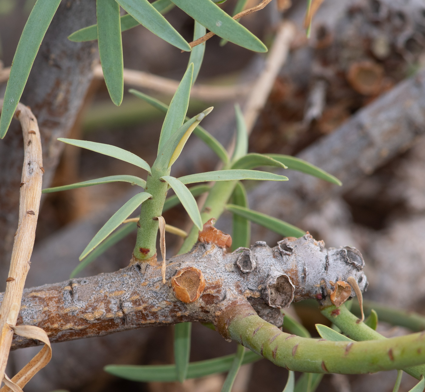 Image of Euphorbia regis-jubae specimen.