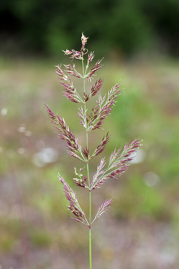 Изображение особи Calamagrostis epigeios.